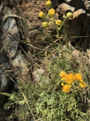 Packera eurycephala lewisrosei