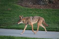 Canis latrans