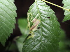 Agromyza aristata