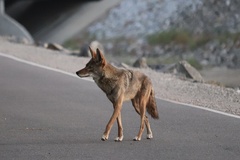 Canis latrans