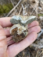 Hygrophorus caeruleus
