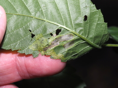 Agromyza aristata