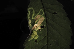 Agromyza aristata