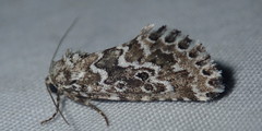 Alvaradoia disjecta