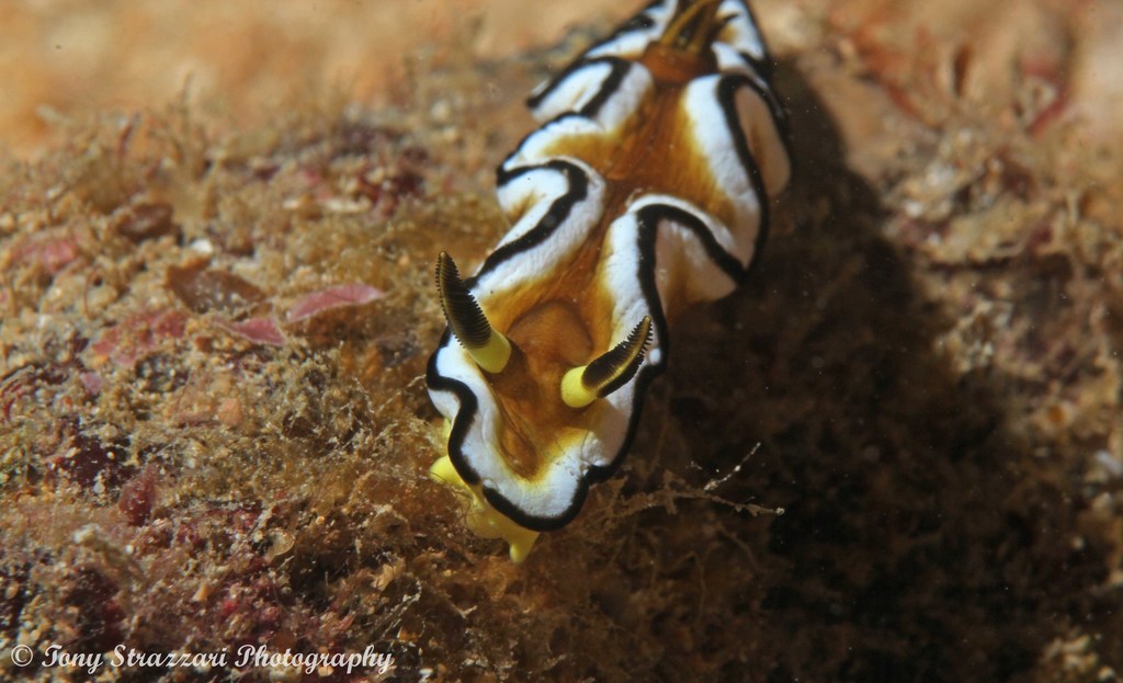 Doriprismatica sibogae