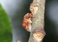 Xantholobus