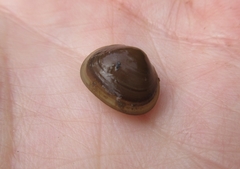 Sphaerium rhomboideum