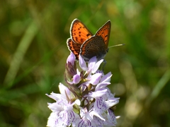 Lycaena hippothoe
