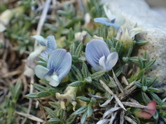 Astragalus kentrophyta