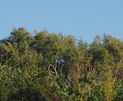 Muscicapa striata balearica