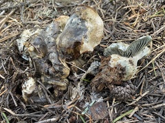 Hygrophorus caeruleus