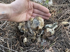 Hygrophorus caeruleus