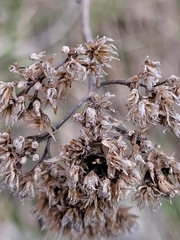 Achillea millefolium borealis