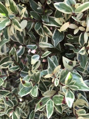 Myrtus communis communis