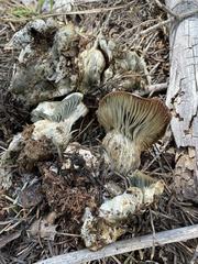 Hygrophorus caeruleus