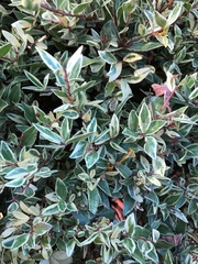 Myrtus communis communis