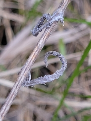Achillea millefolium borealis