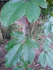 Tetrastigma voinierianum