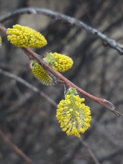 Salix