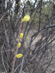 Salix