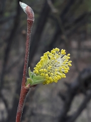 Salix