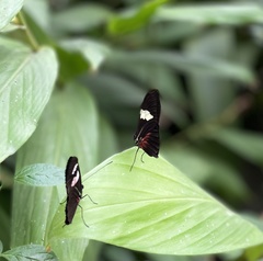 Heliconius clysonymus