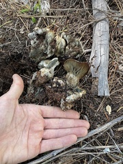 Hygrophorus caeruleus
