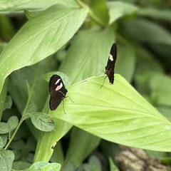 Heliconius clysonymus