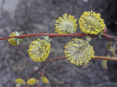 Salix