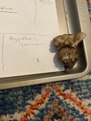 Hygrophorus caeruleus