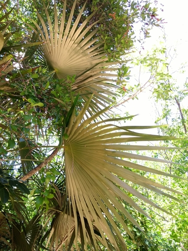 Coccothrinax readii, photo 11