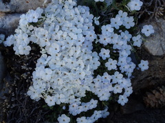 Phlox hoodii