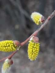 Salix