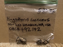 Hygrophorus caeruleus