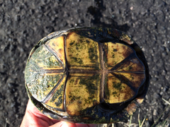 Kinosternon flavescens