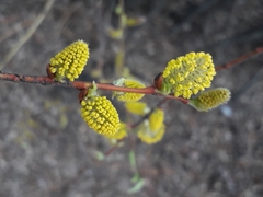 Salix