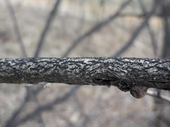 Salix