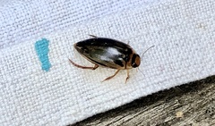 Coptotomus longulus lenticus
