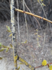 Salix