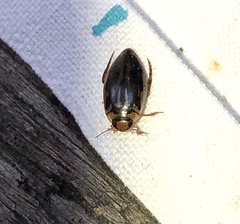 Coptotomus longulus lenticus