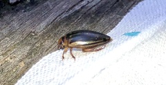 Coptotomus longulus lenticus