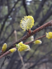 Salix