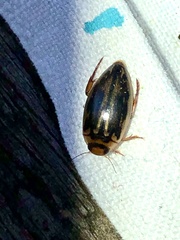 Coptotomus longulus lenticus