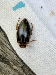 Coptotomus longulus lenticus