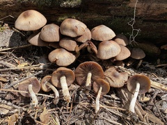 Psathyrella subpurpurea