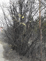 Salix