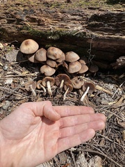 Psathyrella subpurpurea