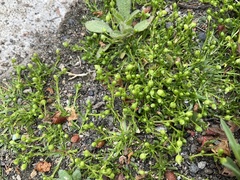 Sagina procumbens