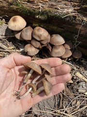 Psathyrella subpurpurea