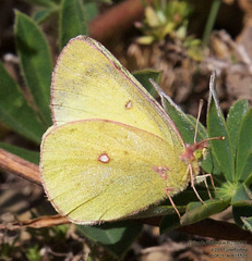 Colias occidentalis